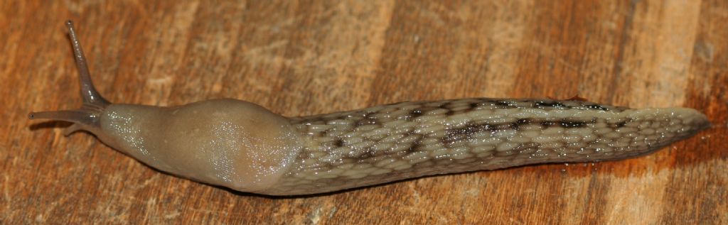 Limax aldrovandi Moquin-Tandon 1855 del Appennino Bolognese